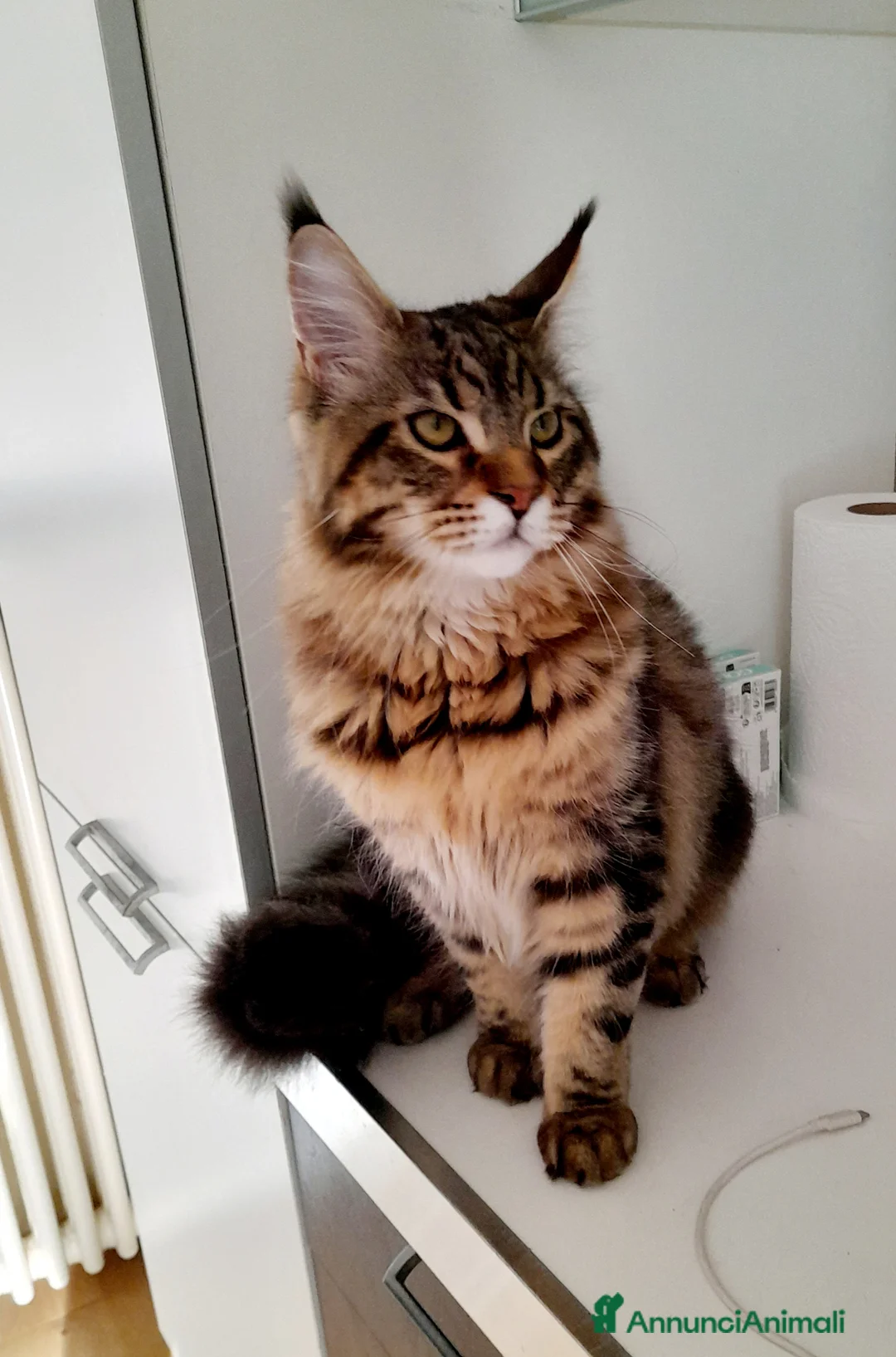 Maine Coon gatti in vendita: Cucciolone Mainecoon  - Annuncio 3