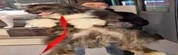 Meticcio cani in regalo: Argo magnifico "orsacchiotto" - Annuncio 2