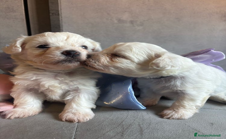 Maltese cani a Città Metropolitana di Cagliari - Annuncio 12