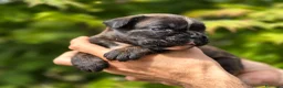 Boxer cani in vendita: Boxer cuccioli - Annuncio 1