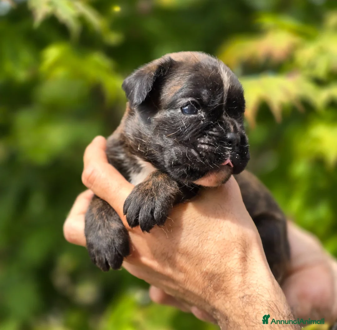 Boxer cani in vendita: Boxer cuccioli - Annuncio 1
