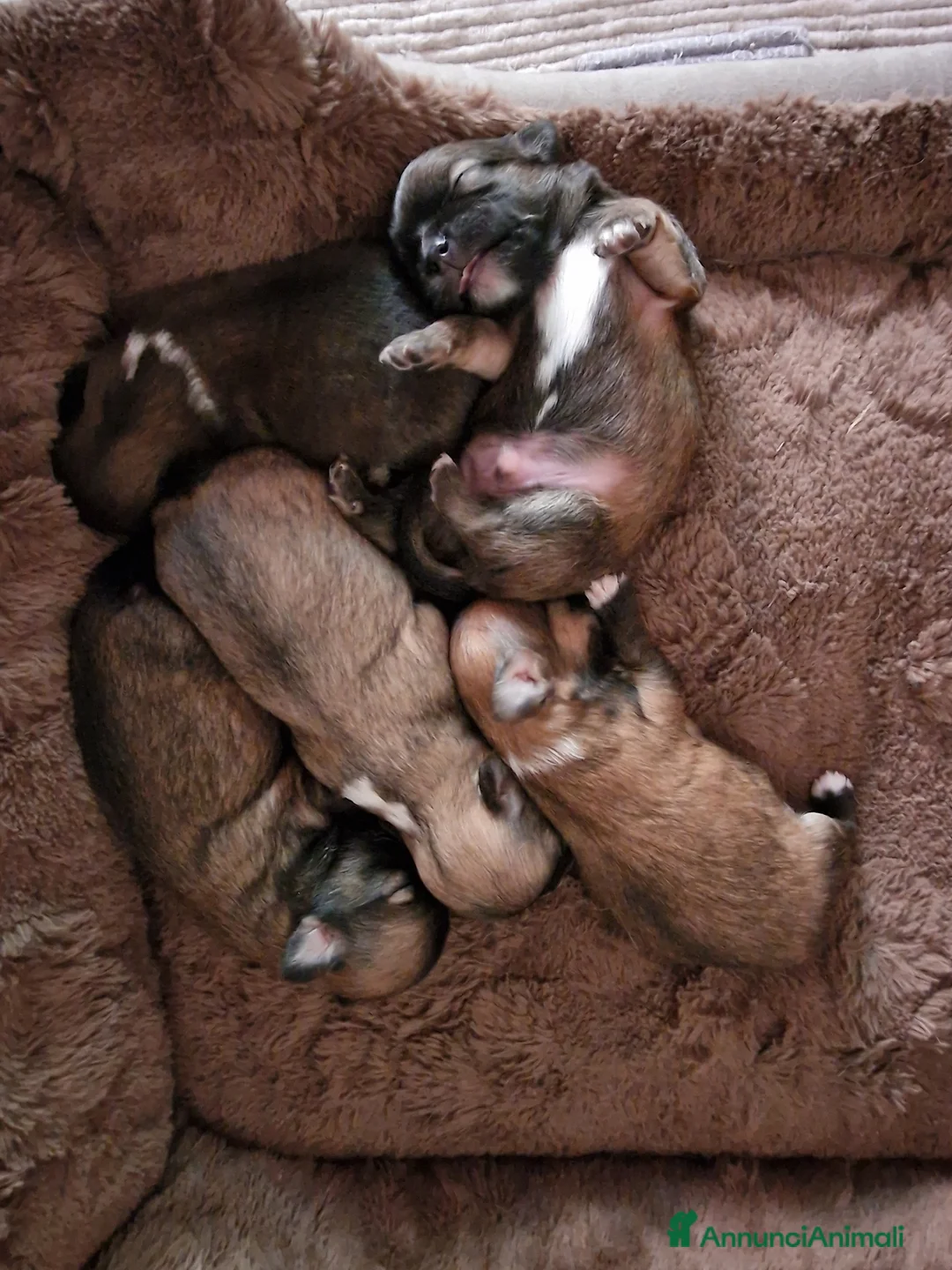 Chihuahua cani in vendita: Chihuahua fulvi a pelo lungo - Annuncio 2