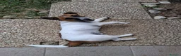 Jack Russell cani in vendita: Regalo cucciolo  - Annuncio 9