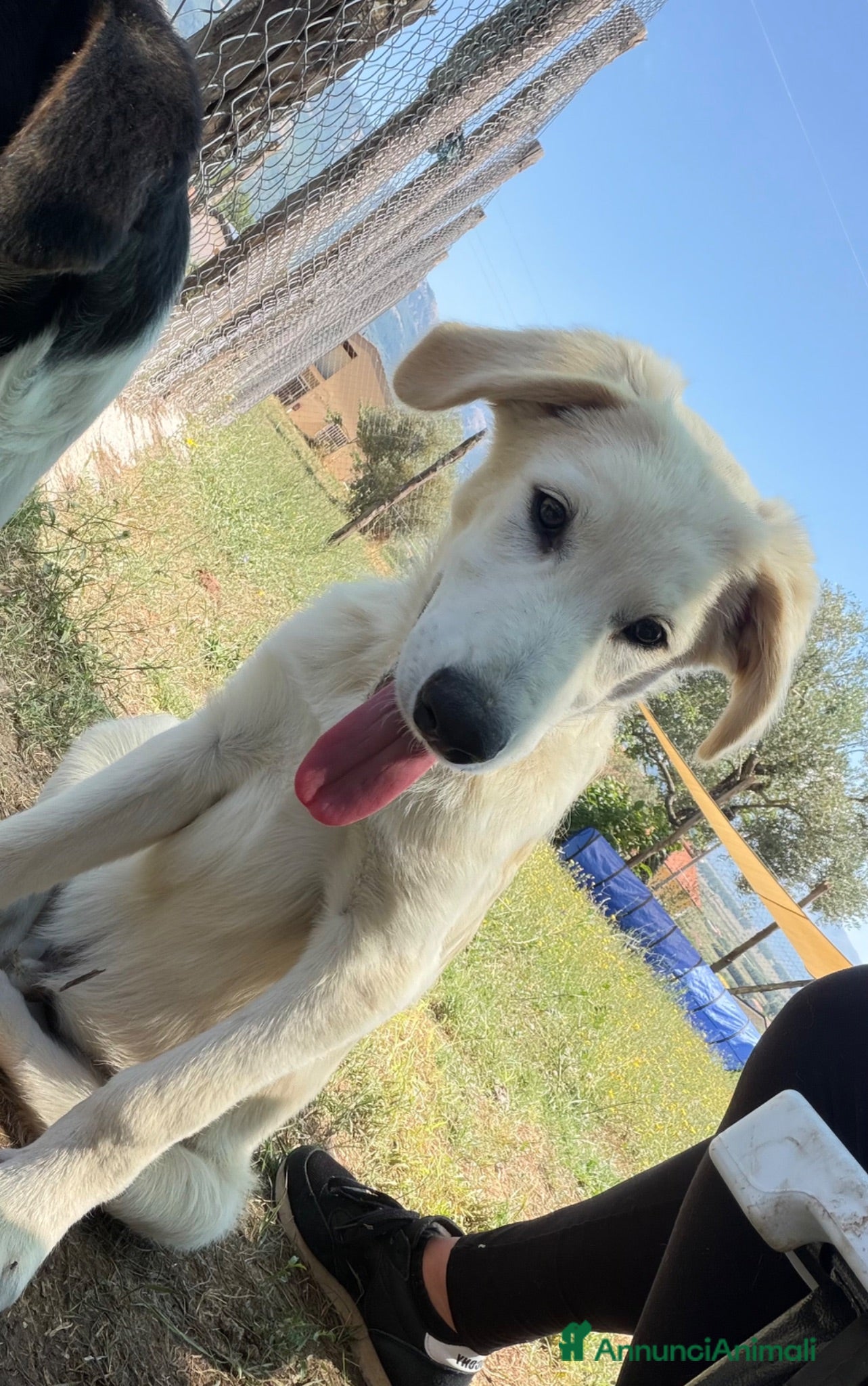 Meticcio cani Dino cucciolo simil golden - Annuncio 8