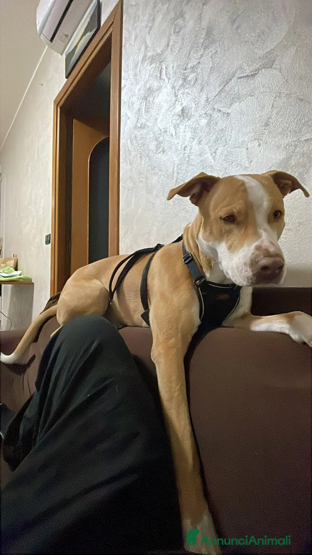 Pitbull cani in regalo: Regalo Pitbull di un anno a Città Metropolitana di Torino - Annuncio 1