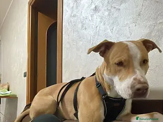 Pitbull cani Regalo Pitbull di un anno - Annuncio 3