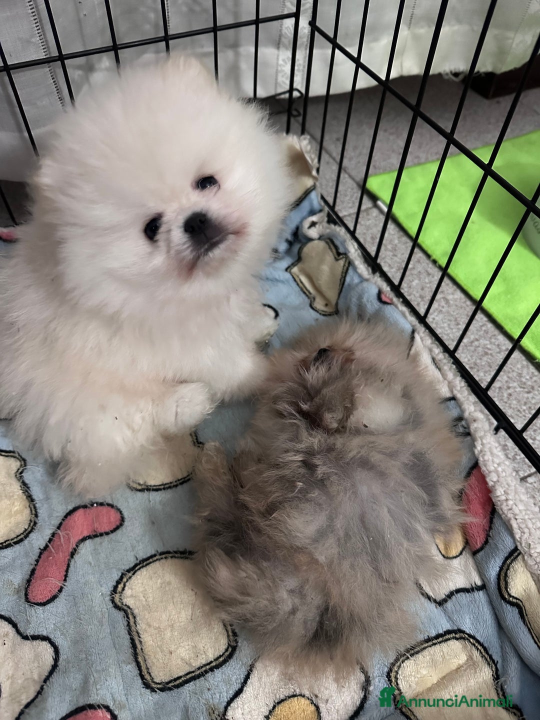 Volpino Pomerania cani in vendita: Volpino di Pomerania con pedigree ENCI  a Provincia di Treviso - Annuncio 10