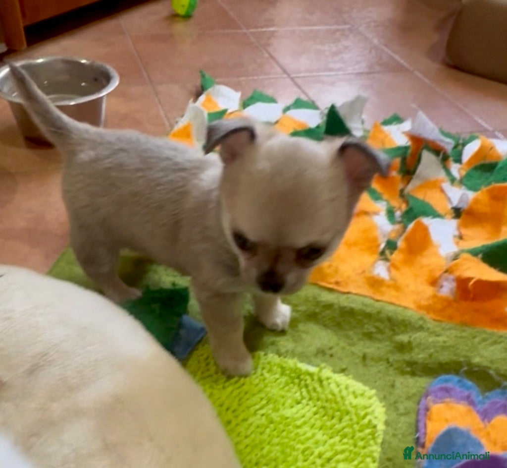 Chihuahua cani Cucciola di chihuahua pelo corto pedigree ENCI  - Annuncio 3