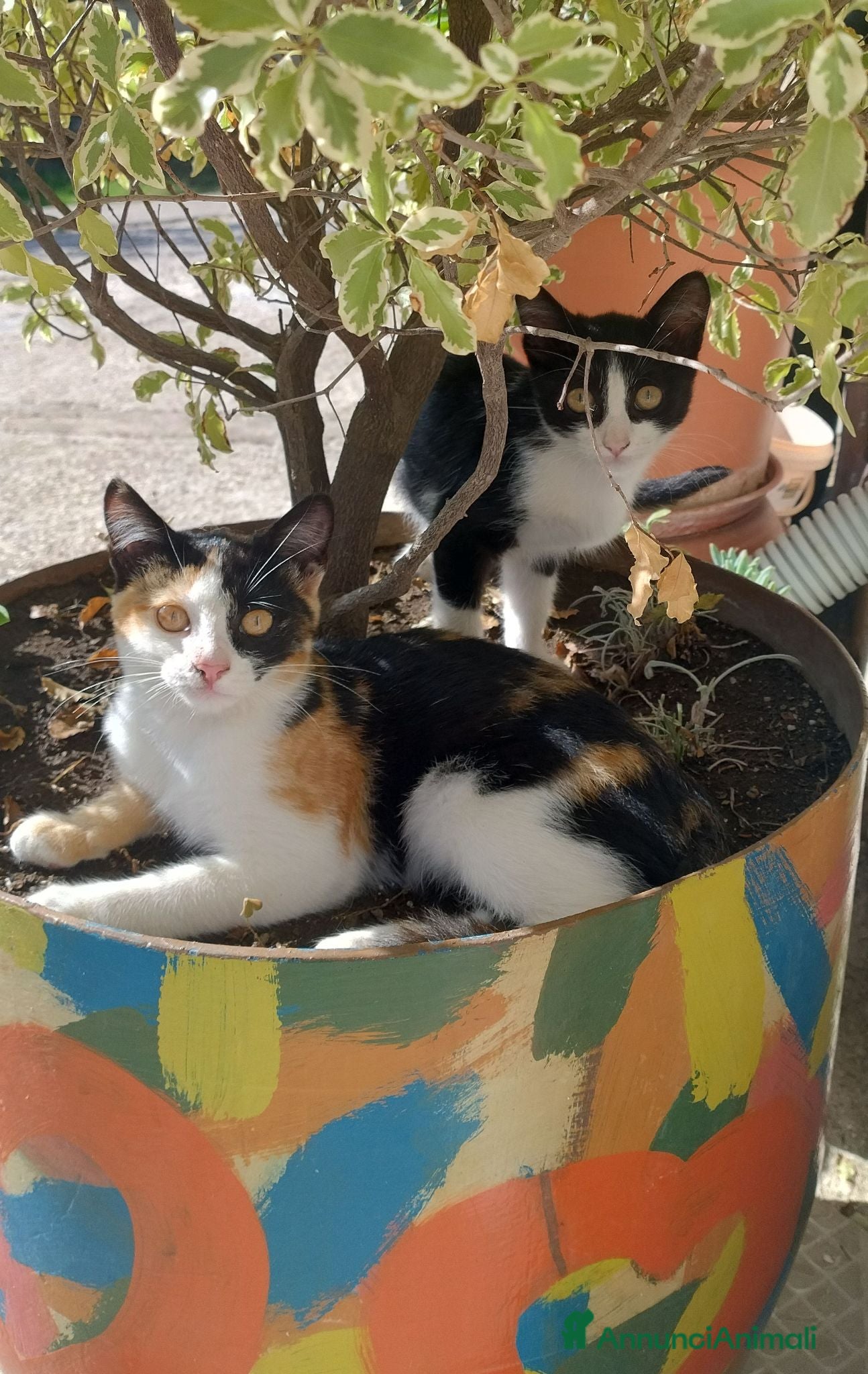 Meticcio gatti Due gattine piccole (3mesi) cercano casa - Annuncio 2