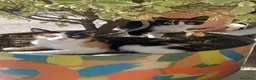 Meticcio gatti in regalo: Due gattine piccole (3mesi) cercano casa - Annuncio 1