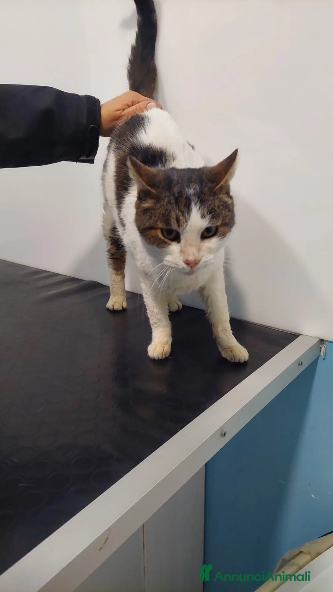 Meticcio gatti in regalo: GATTA SPECIALE - Annuncio 6