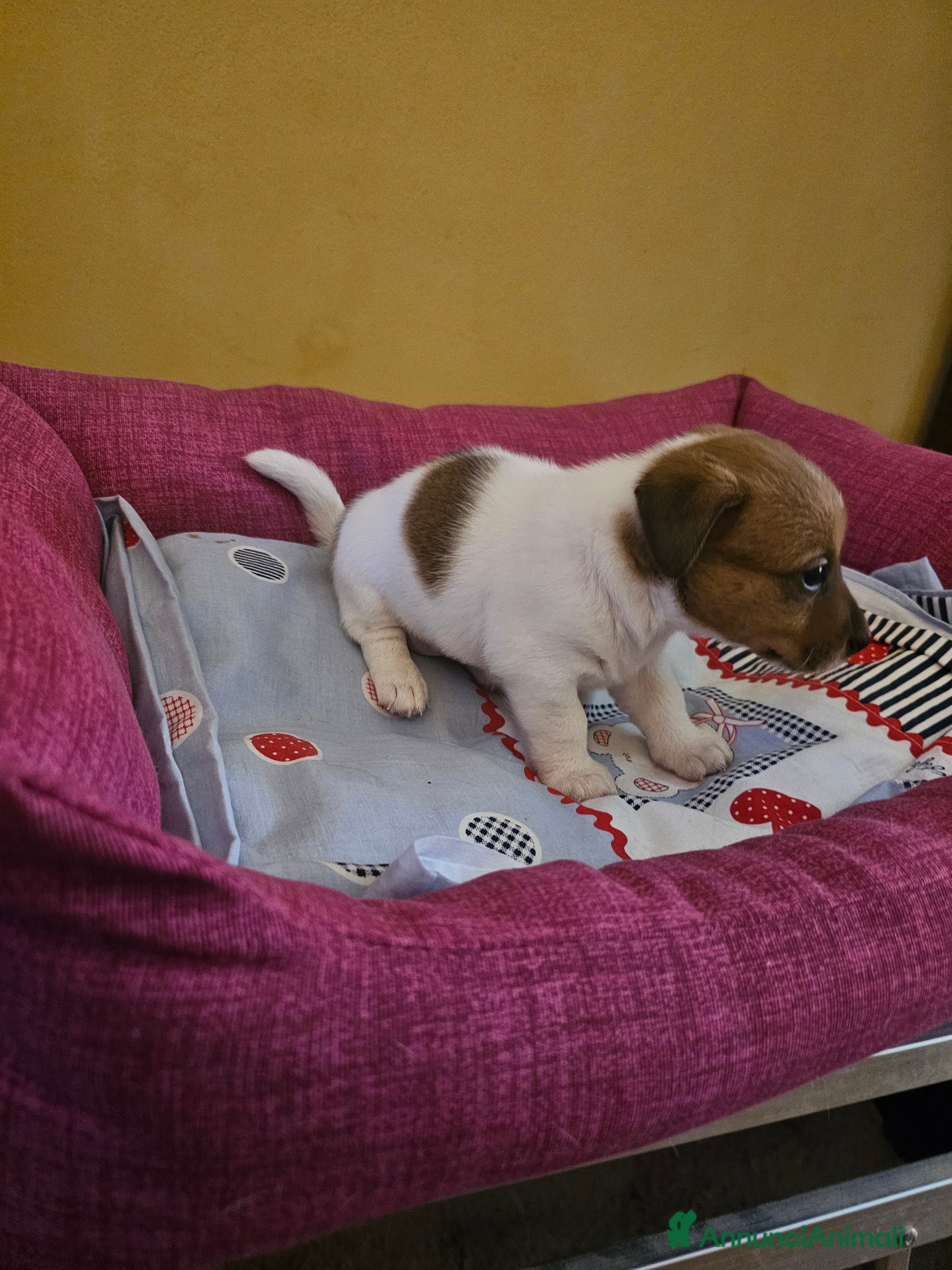 Jack Russell cani Jack russel cucciole - Annuncio 7