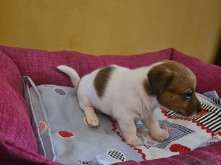 Jack Russell cani Jack russel cucciole - Annuncio 6
