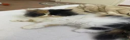 Persiano gatti in vendita: Gattine Persiane ipertipiche - Annuncio 4
