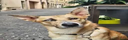 Meticcio cani in regalo: Regalo Ziggy per trasferimento all'estero a Provincia di Vicenza - Annuncio 1