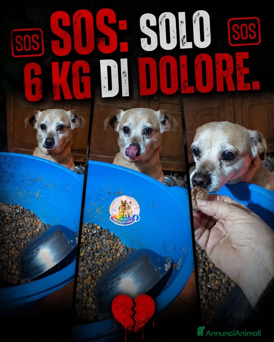 Meticcio cani ADOZ.DEL💔:6anni di dolore,abband.legato albero!!! - Annuncio 3