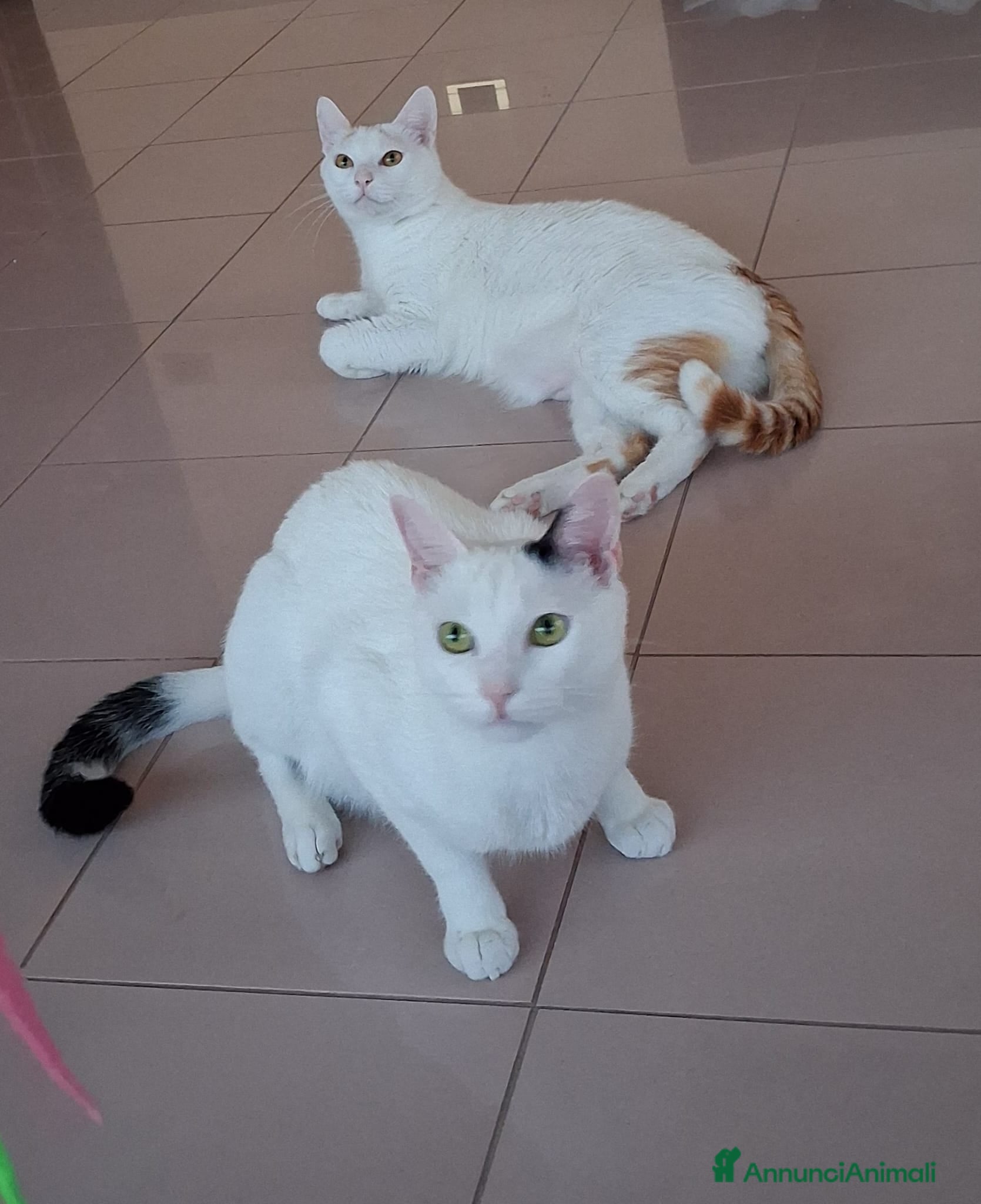 Meticcio gatti Bianco & bianco  - Annuncio 2