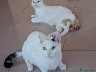 Meticcio gatti Bianco & bianco - Annuncio 6