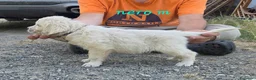 Golden Retriever cani in vendita: Disponibili cuccioli golden retriever - Annuncio 6