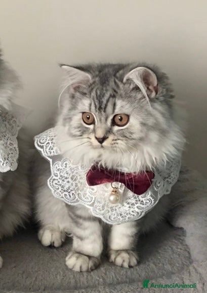 Scottish gatti Scottish Highland straight - Annuncio 13