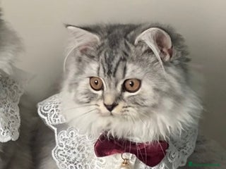 Scottish gatti Scottish Highland straight - Annuncio 13