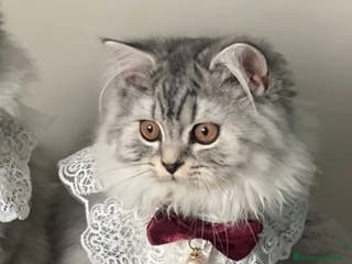 Scottish gatti Scottish Highland straight - Annuncio 1