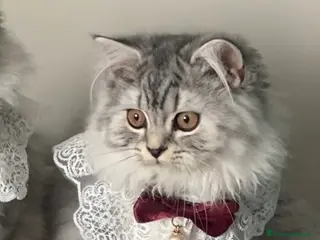 Scottish gatti Scottish Highland straight - Annuncio 5