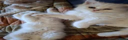 Persiano gatti in vendita: Persiani - Annuncio 4