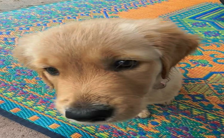 Golden Retriever cani a Provincia di Taranto - Annuncio 5