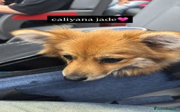 Volpino Pomerania cani in vendita: !URGENTE! vendo cucciola spitz pomerania - Annuncio 1