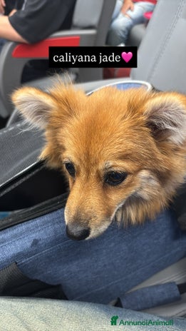 Volpino Pomerania cani !URGENTE! vendo cucciola spitz pomerania - Annuncio 8