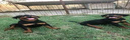 Rottweiler cani in vendita: Cuccioli rottweiler - Annuncio 2