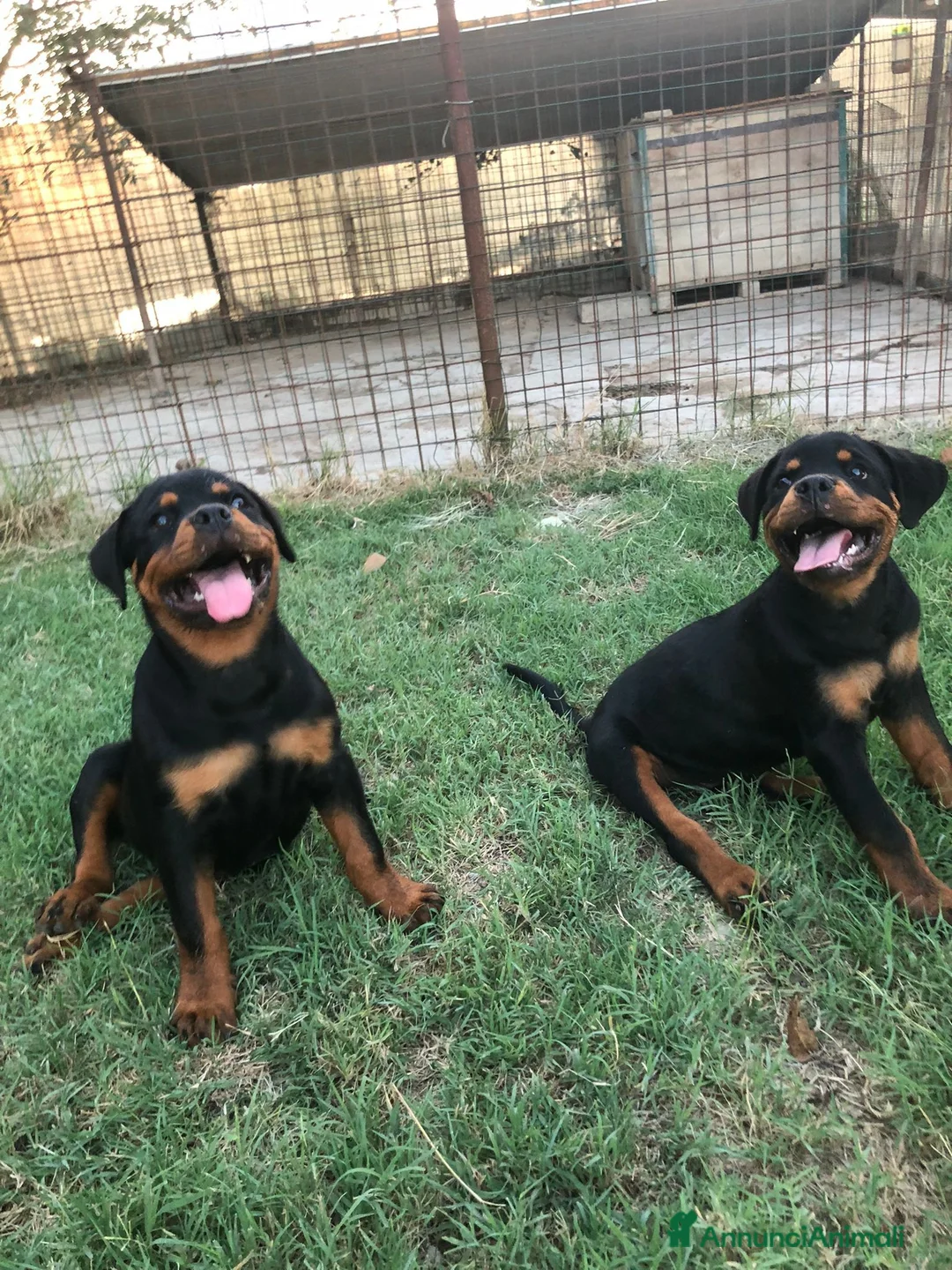 Rottweiler cani in vendita: Cuccioli rottweiler - Annuncio 2