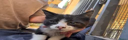 Meticcio gatti in regalo: Cercasi casa per cuccioli  - Annuncio 3