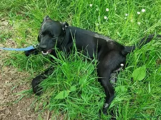 Meticcio cani Regalo Pitbull - Annuncio 9