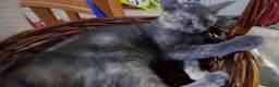 Europeo gatti in regalo: ZELDA, dolce gattina da adottare. - Annuncio 7