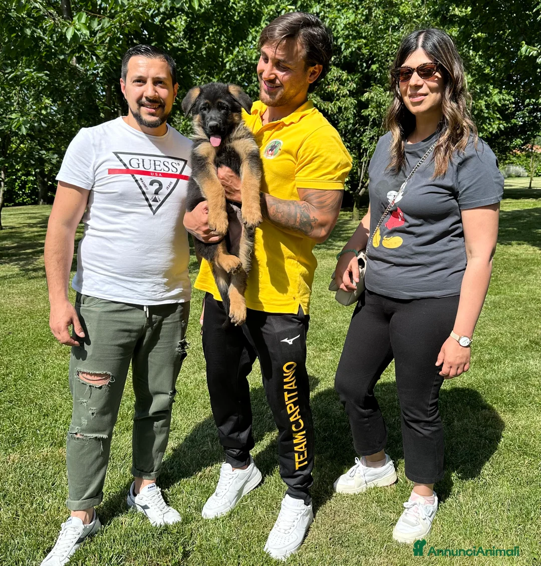 Pastore Tedesco cani in vendita: Cuccioli di pastore tedesco allevamento ENCI a Provincia di Cosenza - Annuncio 4