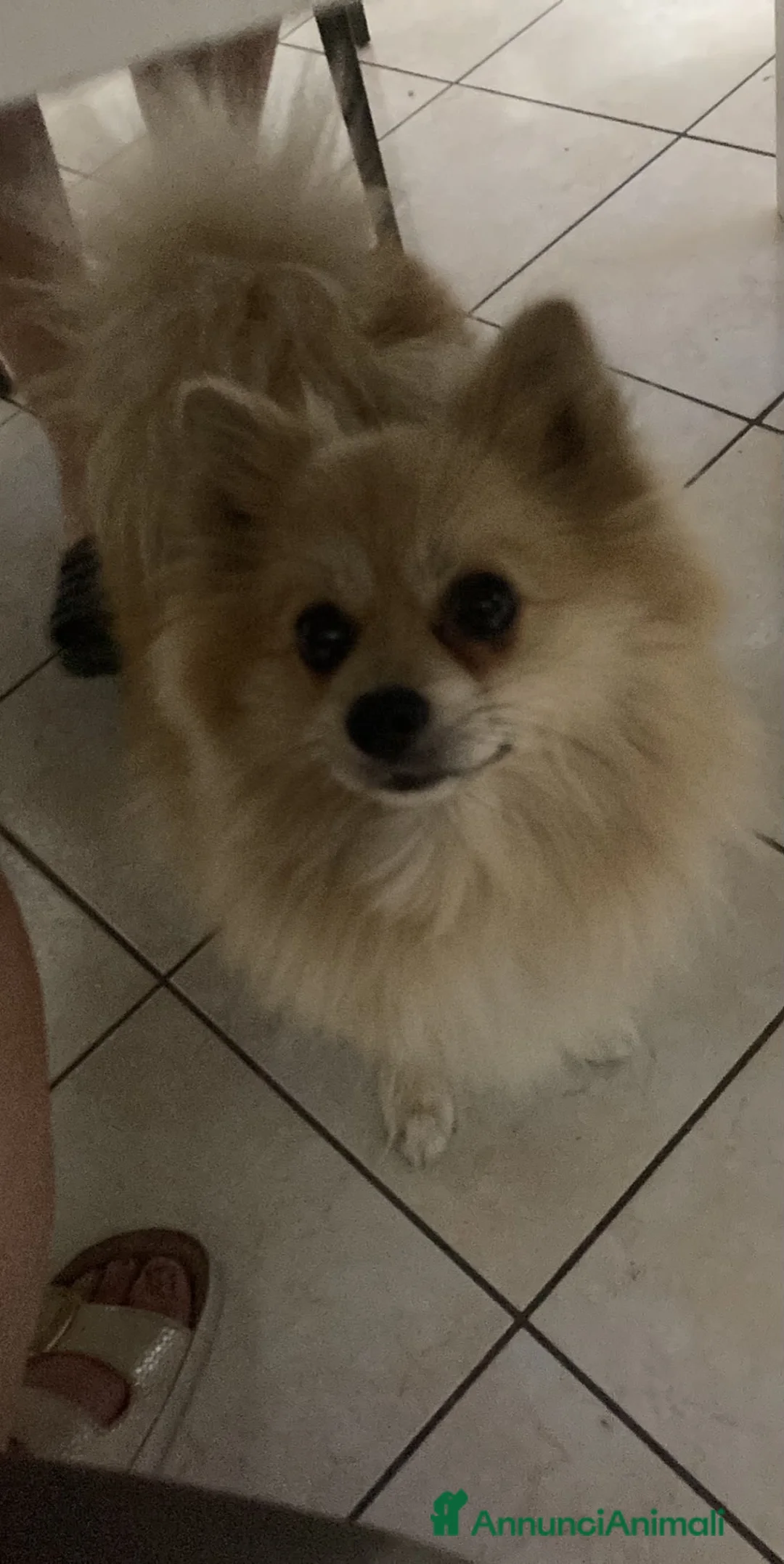 Volpino Pomerania cani in vendita: Brandy, volpino di 2 anni e mezzo a Provincia di Cosenza - Annuncio 1