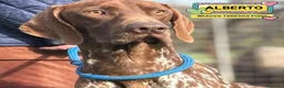 Bracco cani in regalo: Alberto bracco tedesco puro 7 mesi in adozione - Annuncio 1
