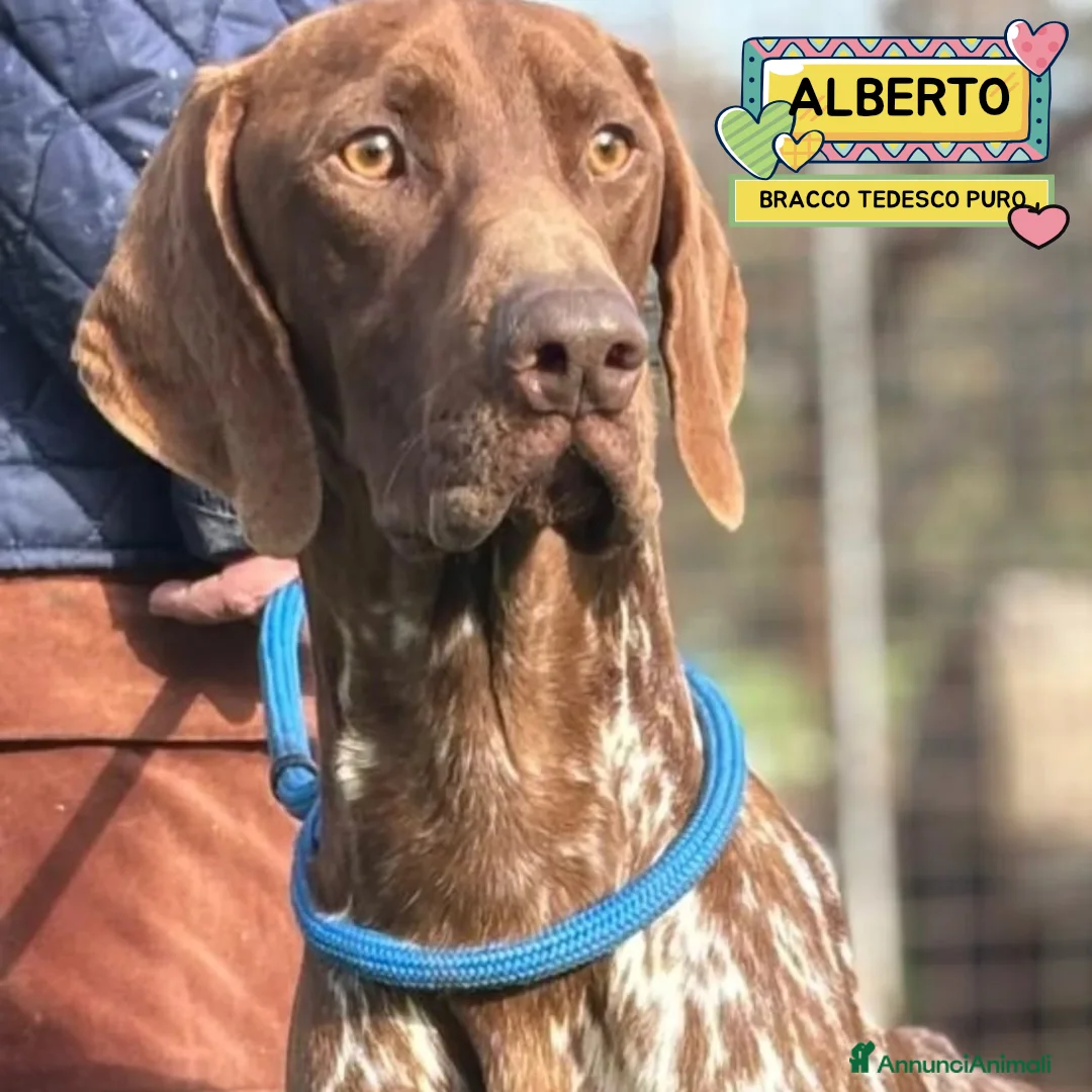 Bracco cani in regalo: Alberto bracco tedesco puro 7 mesi in adozione - Annuncio 1