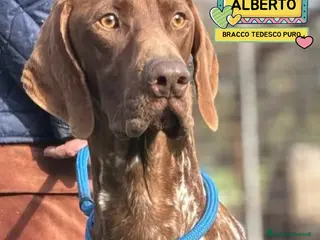 Bracco cani Alberto bracco tedesco puro 7 mesi in adozione - Annuncio 1