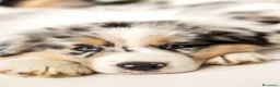 Australian Shepherd cani in vendita: Pastore australiano blu merle - Annuncio 4