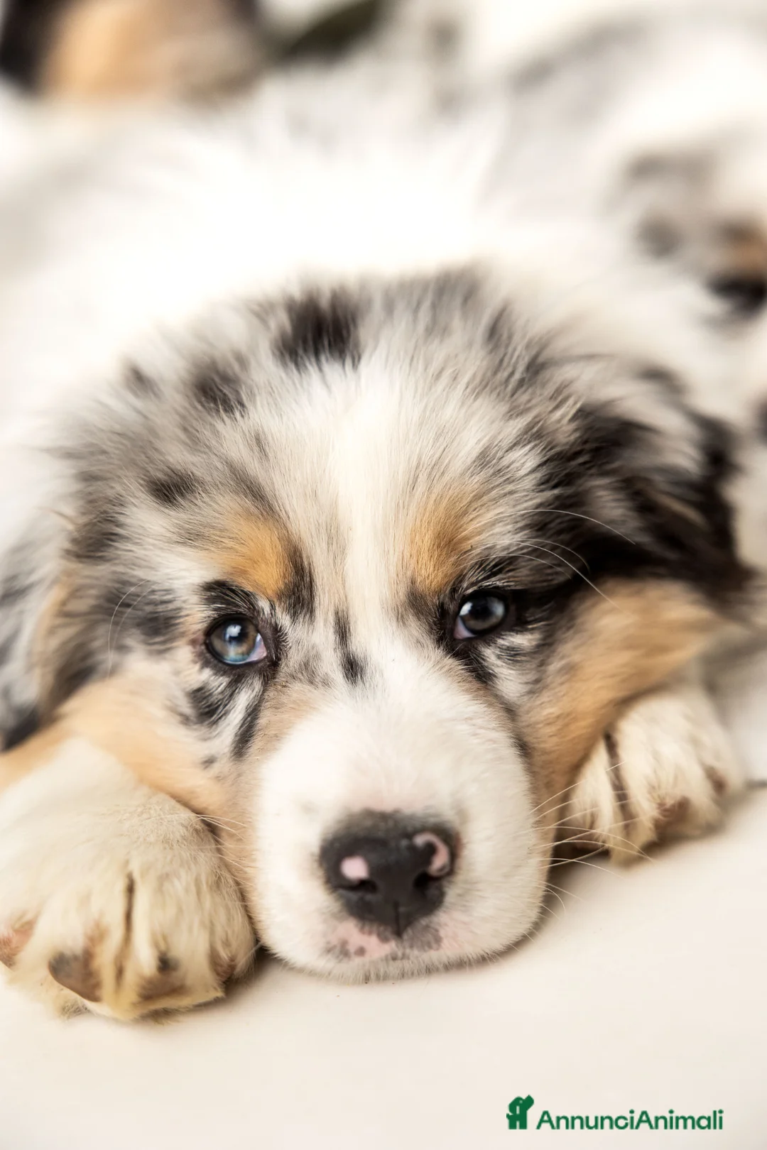 Australian Shepherd cani in vendita: Pastore australiano blu merle - Annuncio 4