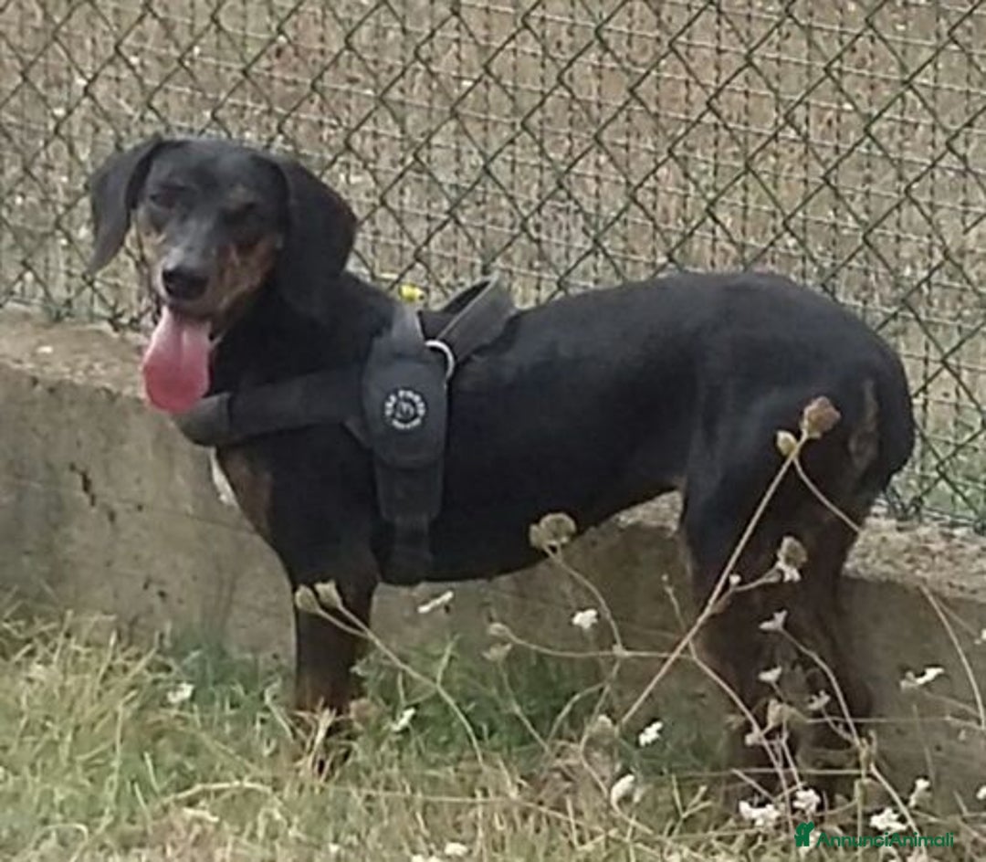 Segugio cani in regalo: GILDA 3-4anni buona con tutti i cani! - Annuncio 3