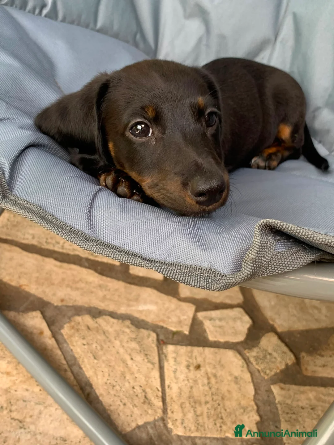 Bassotto cani in vendita:  cuccioli di bassotto in vendita  a Città metropolitana di Roma Capitale - Annuncio 1