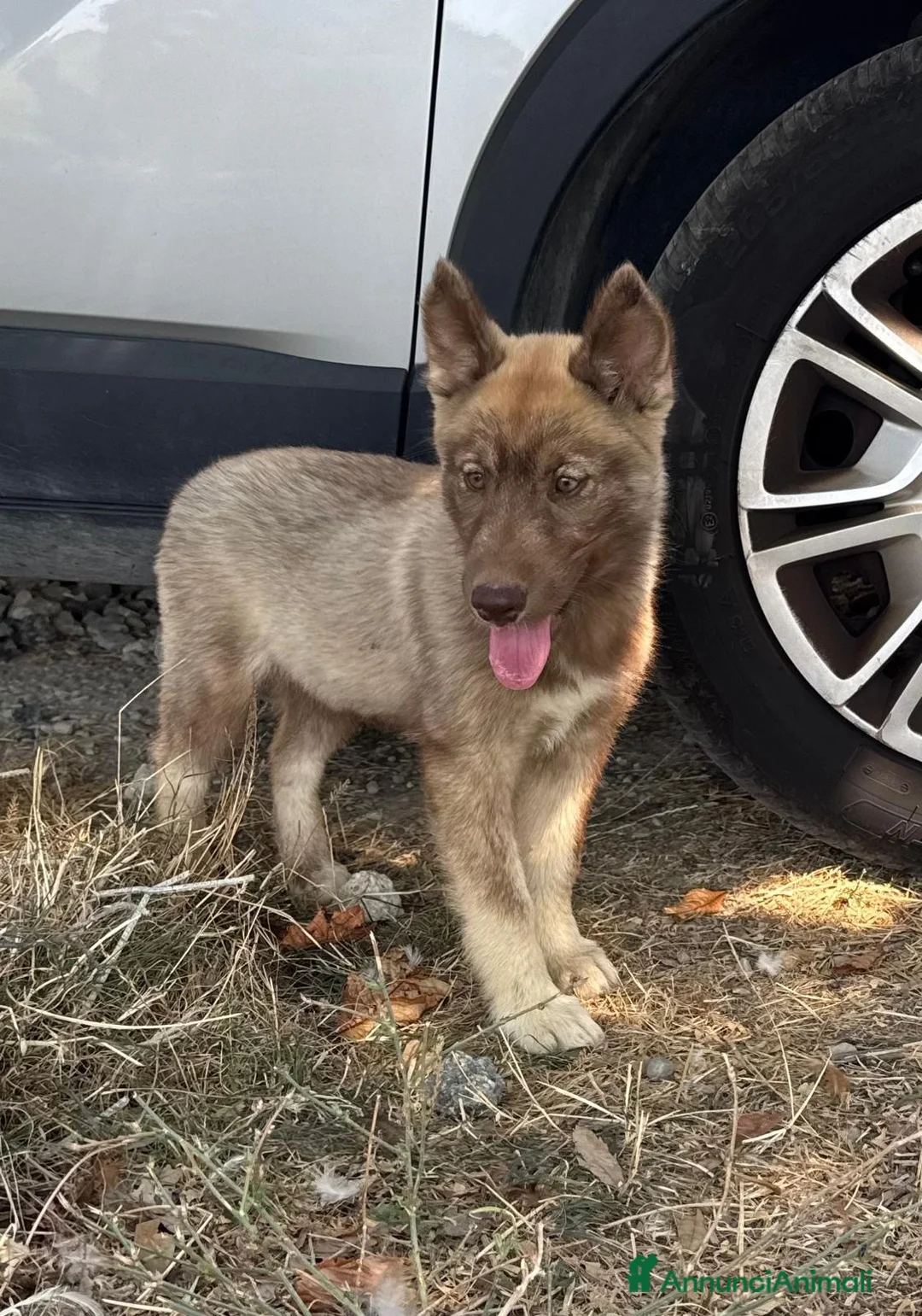 Husky cani in vendita: Cucciola Siberian husky agouti red occhio azzurro  a Provincia di Forlì-Cesena - Annuncio 2
