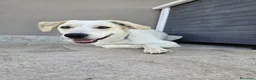 Meticcio cani in regalo: Regalo Cane Meticcio  - Annuncio 1