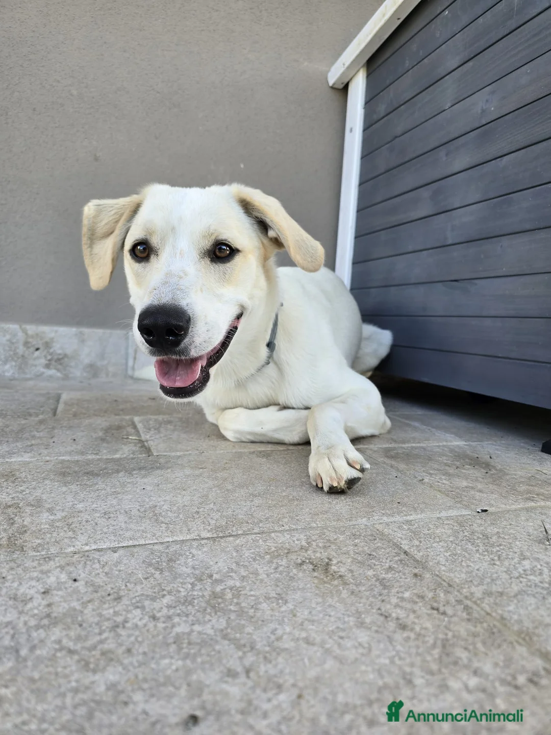 Meticcio cani in regalo: Regalo Cane Meticcio  - Annuncio 1