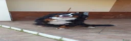 Bovaro del Bernese cani in vendita: Bovaro del bernese cuccioli disponibili - Annuncio 2