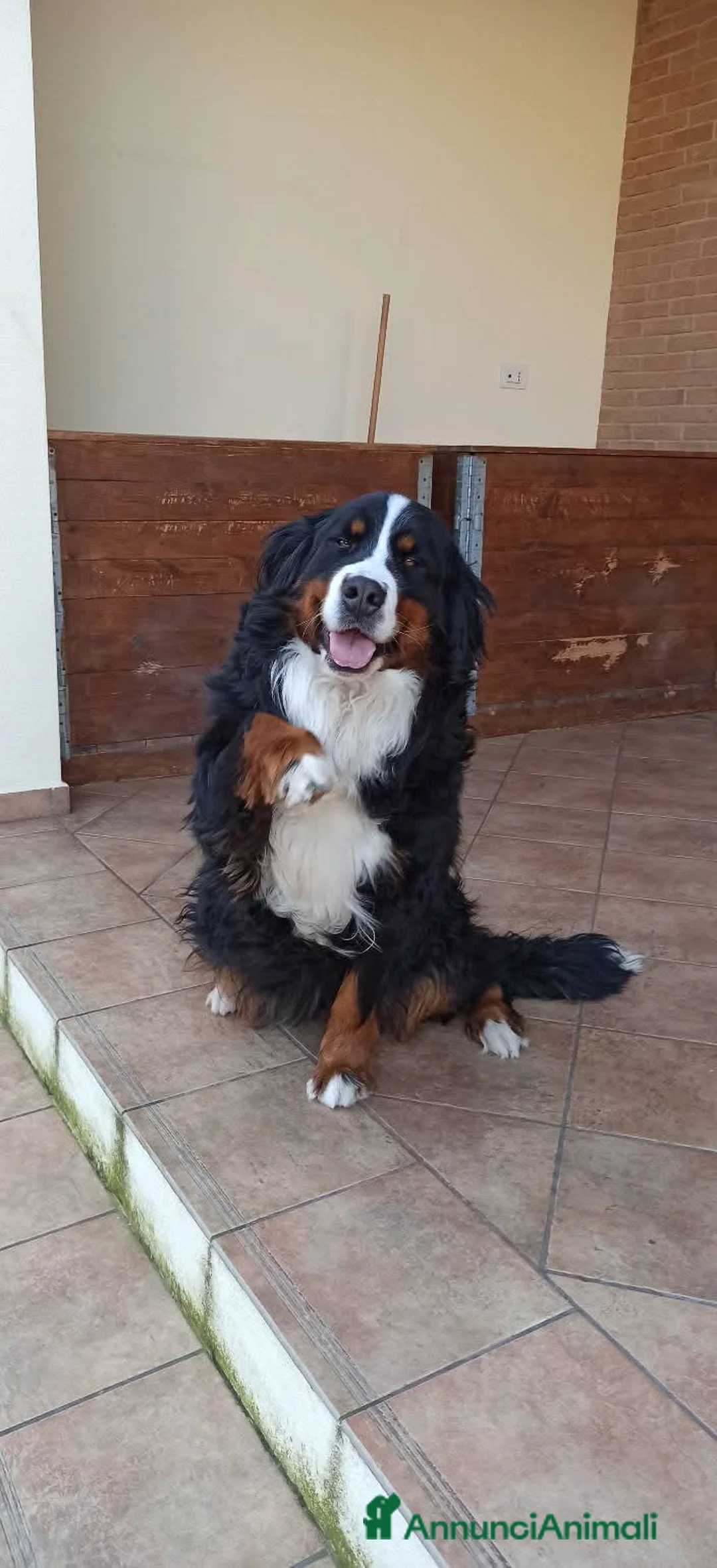 Bovaro del Bernese cani in vendita: Bovaro del bernese cuccioli disponibili - Annuncio 2